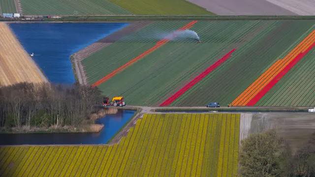 Buka Selama 71 Tahun, Taman Tulip Tercantik Ini Tutup Pertama Kali Akibat Corona
