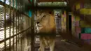 Seekor singa malnutrisi berjalan dalam kandang di Taman Al-Qureshi, ibu Kota Sudan di Khartoum, 19 Januari 2020. Pengelola taman dan tenaga medis menyebut kondisi lima singa di sana menurun selama beberapa pekan terakhir dengan beberapa kehilangan dua pertiga berat badan mereka. (ASHRAF SHAZLY/AFP)