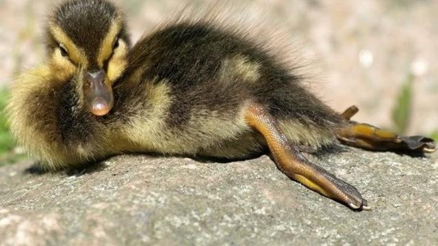 hewan berpose di depan kamera