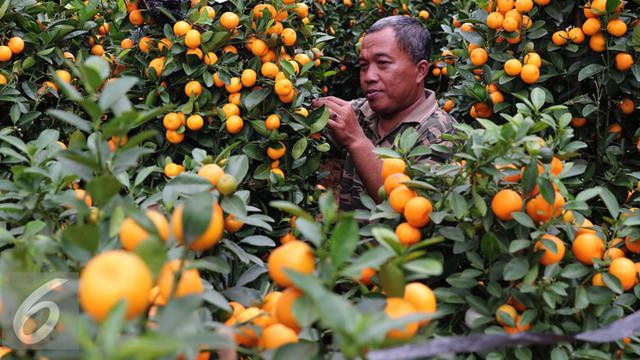 Jeruk Mungil dengan Hasil Melimpah, Cocok untuk Pekarangan