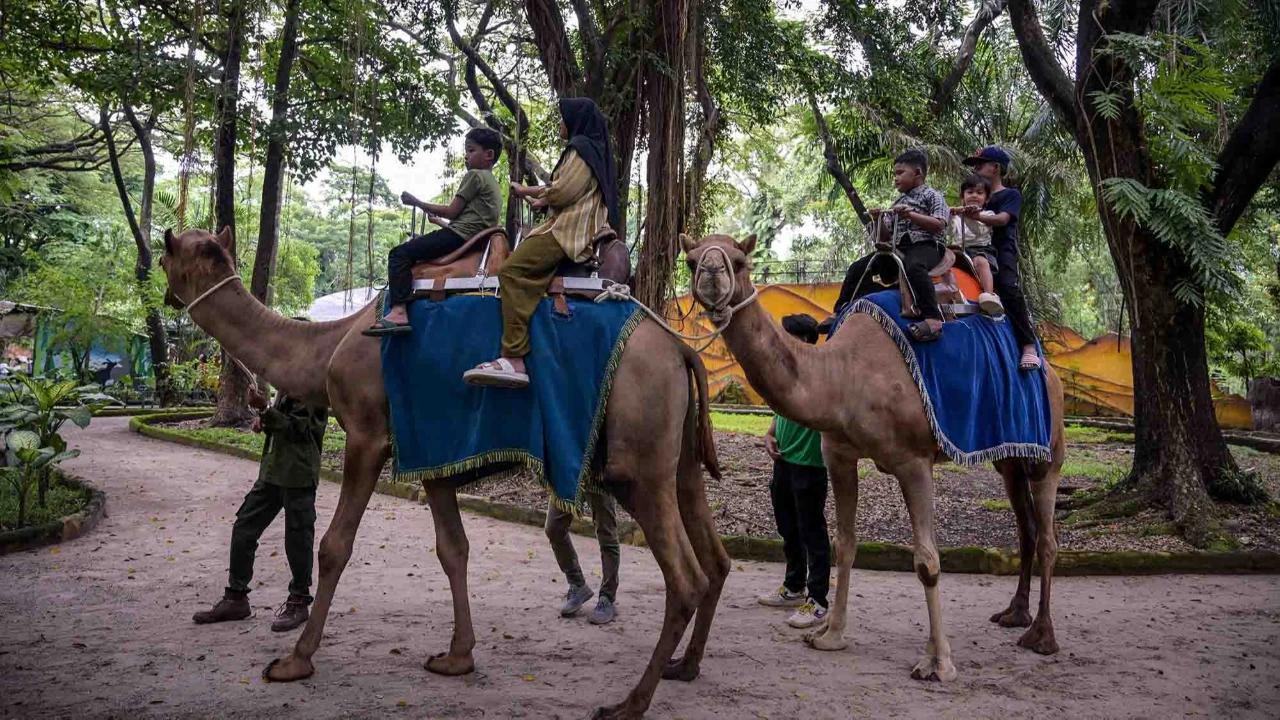 FOTO: Kebun Binatang Surabaya Jadi Pilihan Wisata Edukatif Selama Libur Akhir Tahun