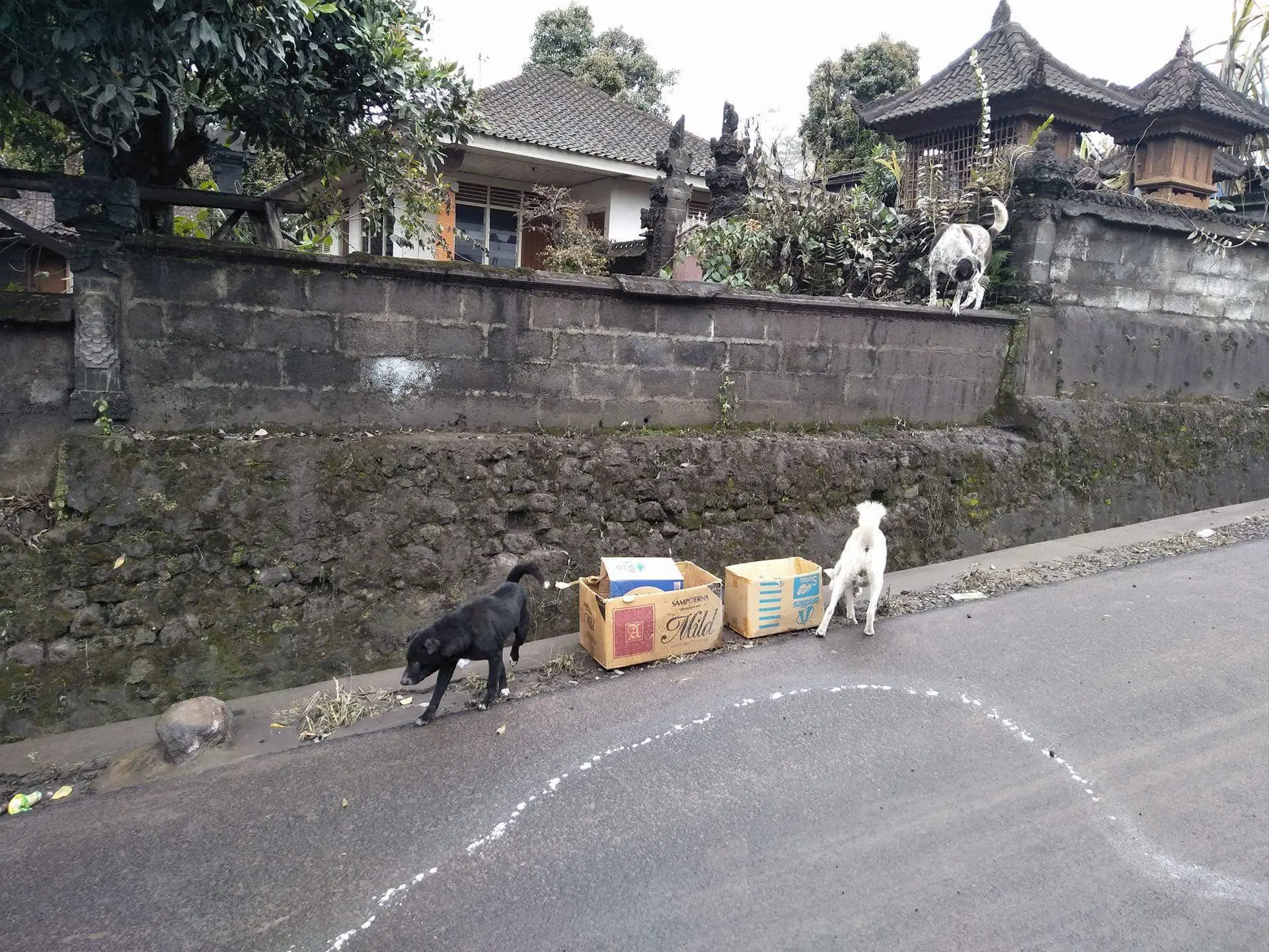 Anjing Bali