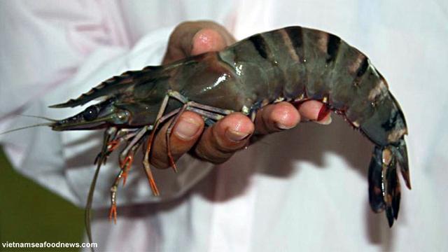udang-ekspor-usa130119a.jpg