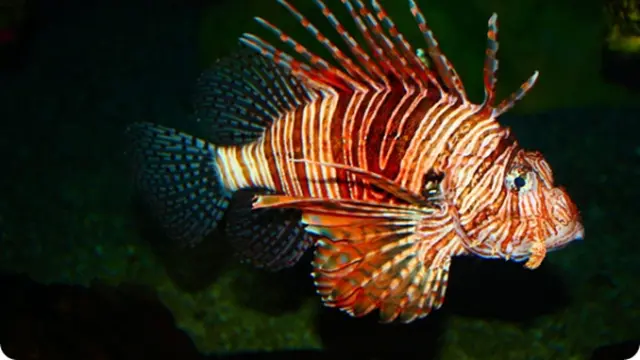 Ikan-ikan Ini Paling Berbahaya di Dunia