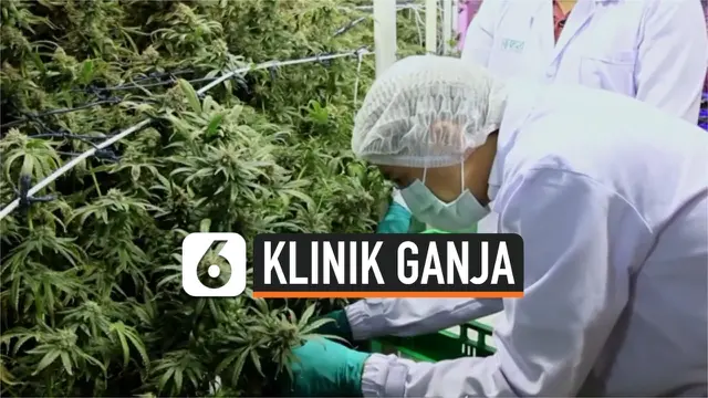 VIDEO: Klinik Berbasis Ganja Diresmikan di Thailand