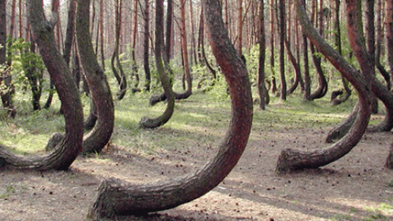 10 Hutan terunik dan teraneh