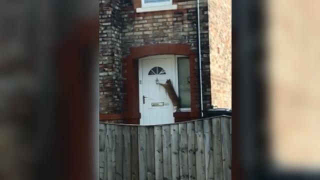 seekor kucing di Inggris tertangkap kamera sedang mengetuk pintu rumah agar dapat diizinkan masuk oleh pemilik rumah (Capture/Daniel Richardson)