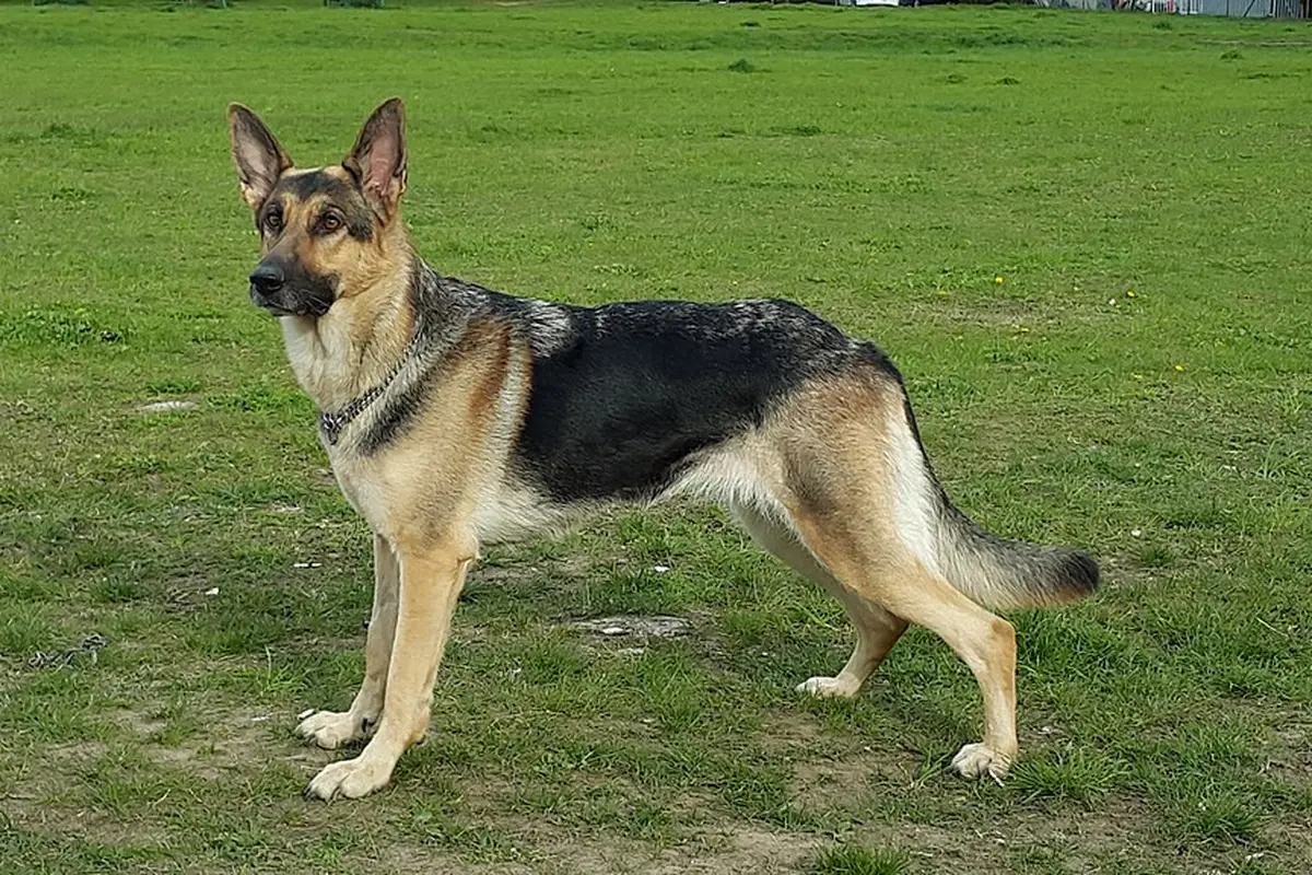 German Shepherd, salah satu jenis anjing yang masuk dalam daftar K-9