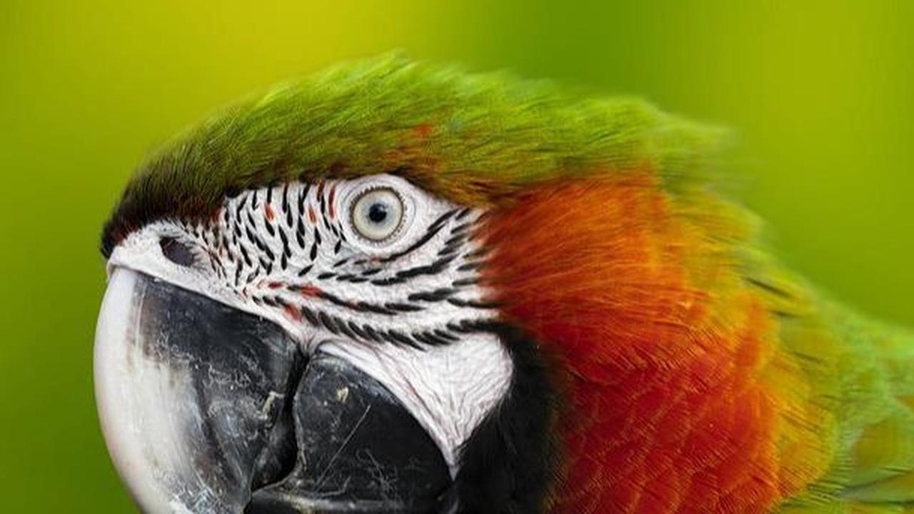 Burung Terakhir dengan Gigi