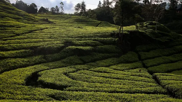 Kawasan perkebunan teh di Ciwidey (Pexels)