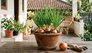 Cara Menanam Bawang Bombay dalam Pot buat Stok Dapur Sendiri
