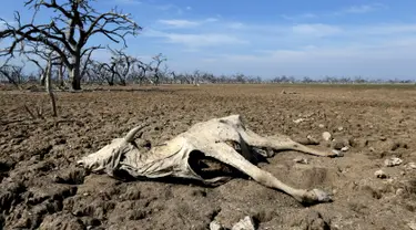 Bangkai binatang ternak  di Agropil dekat dengan sungai Pilcomayo yang mengering, Boqueron, perbatasan Paraguay dan Argentina, (3/7). Daerah ini sedang menghadapi musim kekeringan terburuk dalam dua dekade terakhir. (REUTERS / Jorge Adorno)