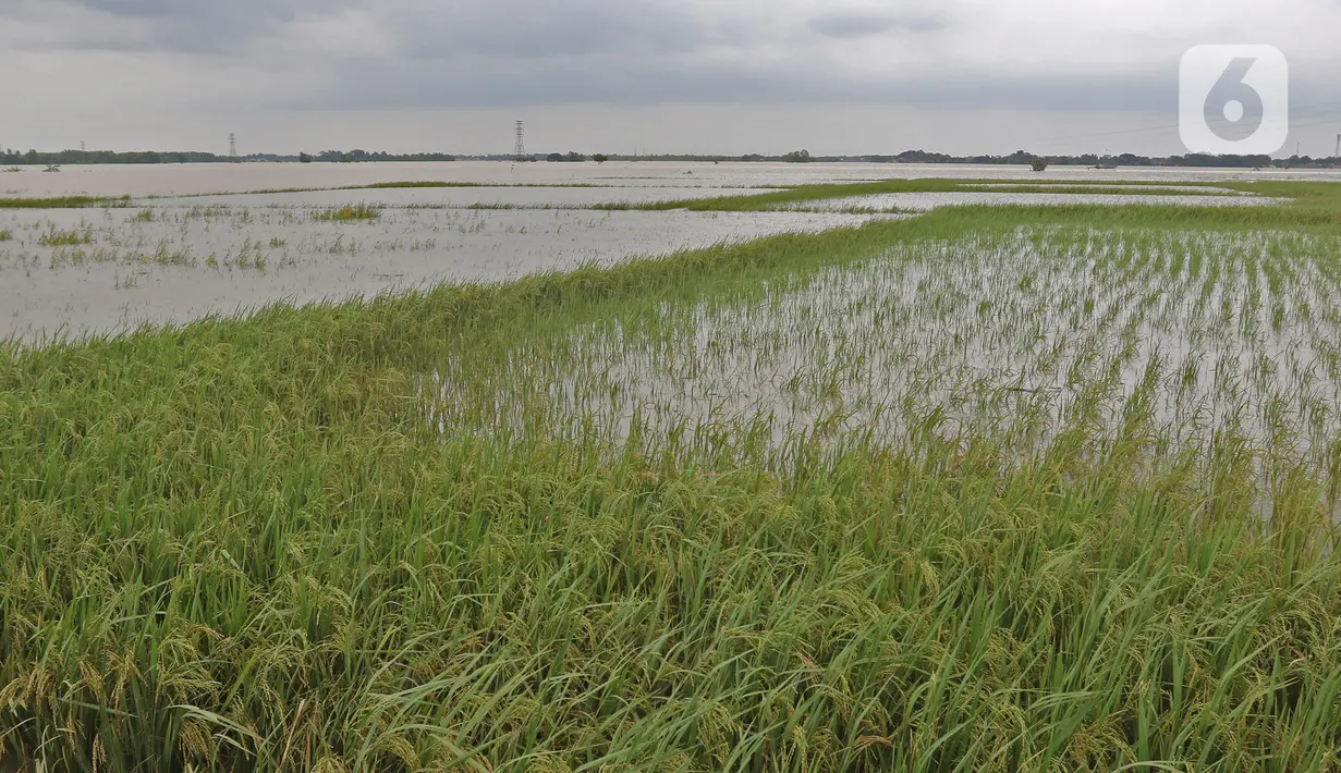 Foto aerial sawah terendam banjir di Desa Karangligar, Kecamatan Telukjambe Barat, Karawang, Jawa Barat, Kamis (10/2/2021). Banjir di Desa Karangligar akibat meluapnya sungai Citarum dan Cibeet membuat ratusan rumah terendam banjir dan ratusan hektar sawah. (Liputan6.com/Herman Zakharia)