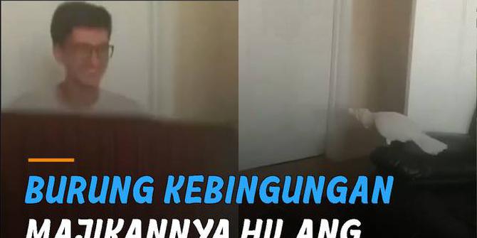 VIDEO: Burung Kebingungan Majikannya Hilang Saat Bermain Sulap