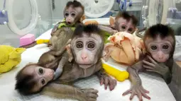 Lima monyet yang dikloning di sebuah lembaga penelitian di Shanghai, 24 Januari 2019. Mereka dikembangbiakkan secara khusus untuk menciptakan populasi hewan yang sakit untuk digunakan dalam tes laboratorium. (HO/CHINESE ACADEMY OF SCIENCES INST/AFP)