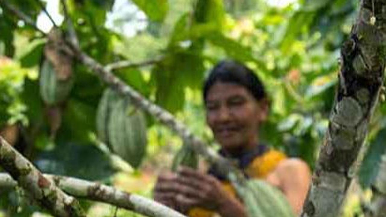 Pohon Kakao Sudah Ada 10 Juta Tahun Lalu, 6.000 Tahun Kemudian Cokelat Baru Dikonsumsi