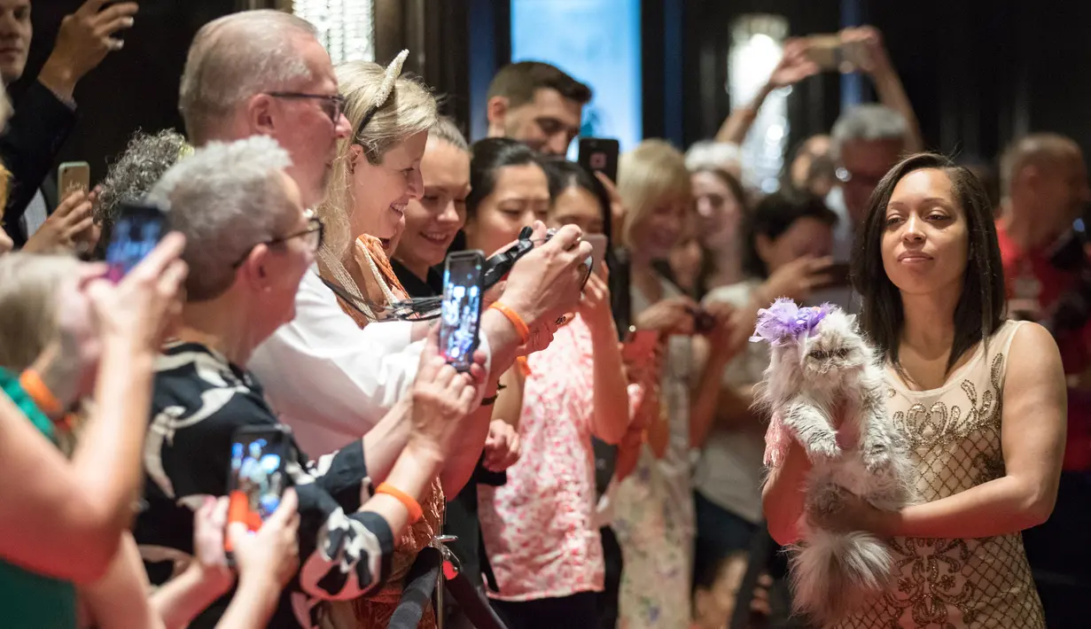 Para pengunjung menyaksikan kucing Saorsie menggunakan pakaian modern saat mengikuti fashion show kucing di Hotel Algonquin di New York, AS (2/8). (AP Photo/Mary Altaffer)