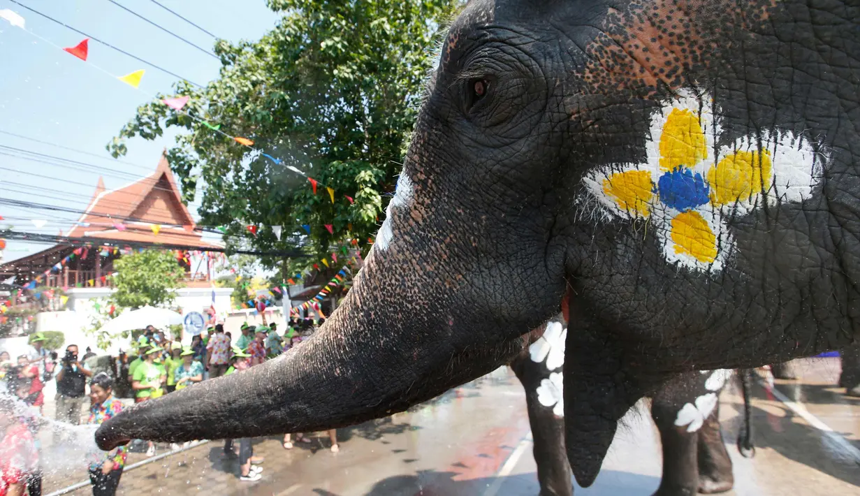 Seekor gajah menyemprotkan air dalam perayaan festival air Songkran di provinsi Ayutthaya, utara Bangkok, Thailand, (11/4). Selama perayaan Songkran, warga melakukan perang air di jalanan dan di tempat umum. (AP Photo/Sakchai Lalit)