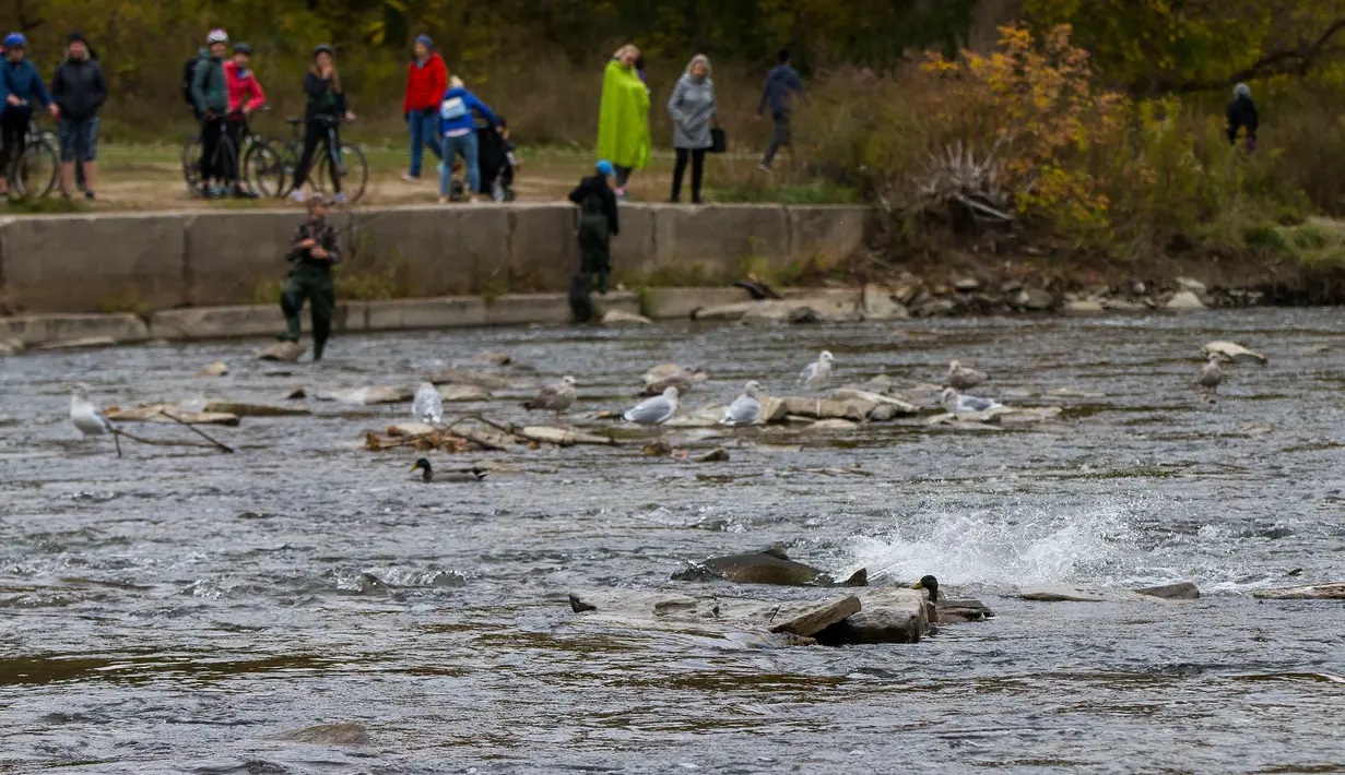 Warga menyaksikan sejumlah ikan salmon bermigrasi ke lokasi untuk bertelur di Sungai Humber di Toronto, Kanada, 18 Oktober 2020. Setiap musim gugur, ribuan ikan salmon di banyak sungai di Ontario berenang menuju ke hulu untuk bertelur, menarik perhatian warga juga para pemancing. (Xinhua/Zou Zheng)