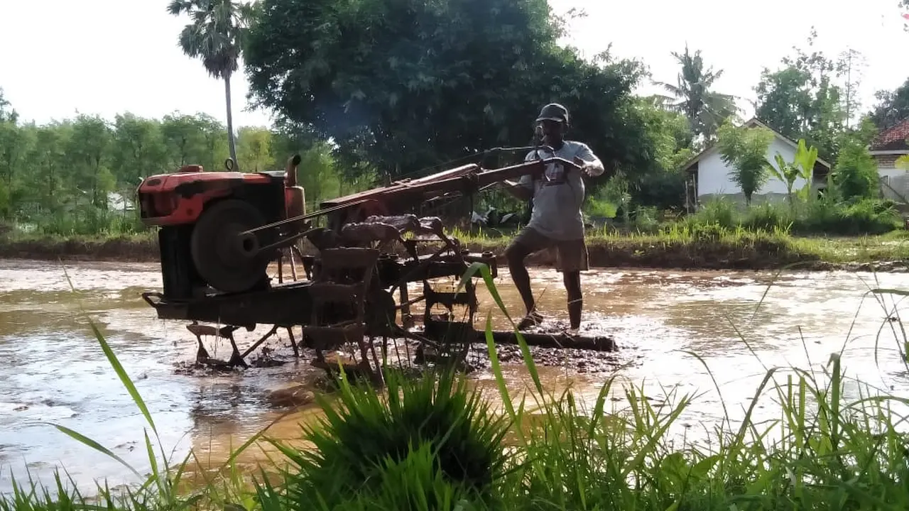 Petani sedang membajak sawah yang akan ditanami padi (Mohamad Fahrul/Liputan6.com).