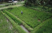 Nusron Ungkap 554 Ribu Hektare Sawah Beralih Jadi Perumahan dan Kawasan Industri Sejak 2019–2024