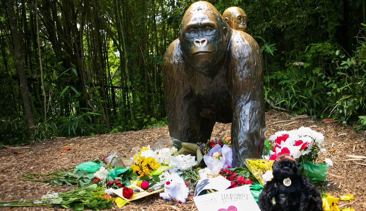 Karangan bunga diletakkan di dekat patung gorila dan anaknya di Kebun Binatang Cincinnati, Ohio, Senin (30/5). Sebelumnya diberitakan gorila berusia 17 tahun ditembak karena menyerang bocah emapt tahun yang jatuh ke kandangnya. (REUTERS/William Philpott)