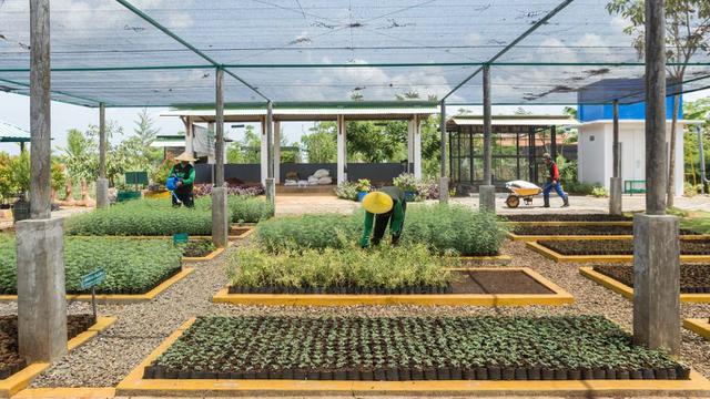 Tingkatkan Pemakaian Bahan Bakar Ramah Lingkungan, SIG Tanam Pohon Kaliandra Merah