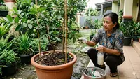 7 Cara Menanam Jambu Kristal di Pot Halaman Rumah, Praktis untuk Lahan Sempit