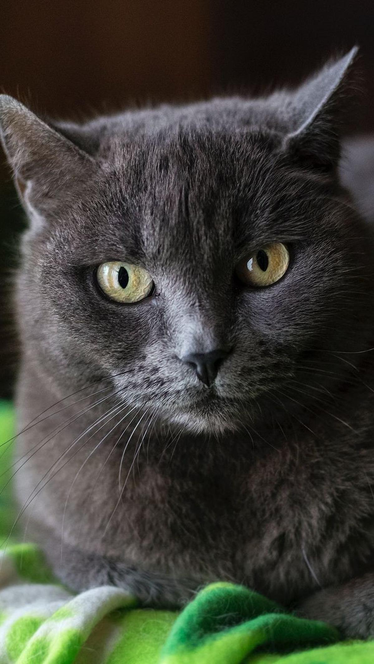 Nama Kucing Bahasa Korea Berarti Indah<br>