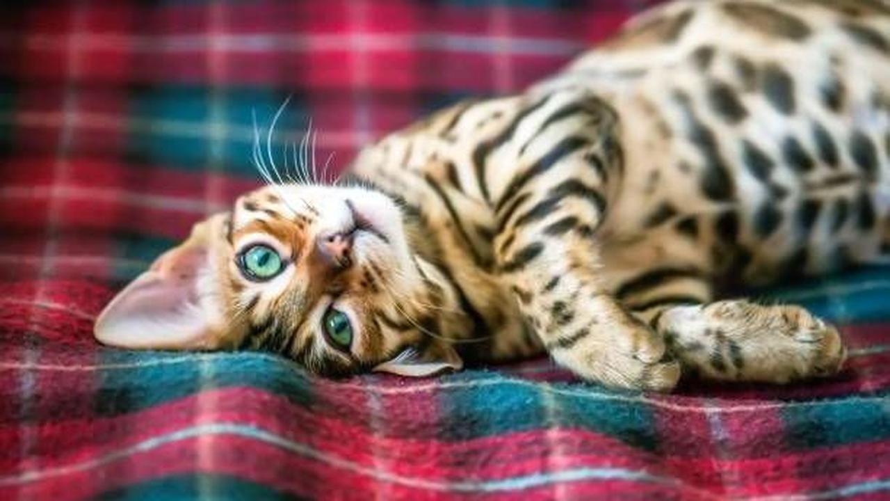 <b>Kepribadian dan Sifat Kucing Bengal</b><br>