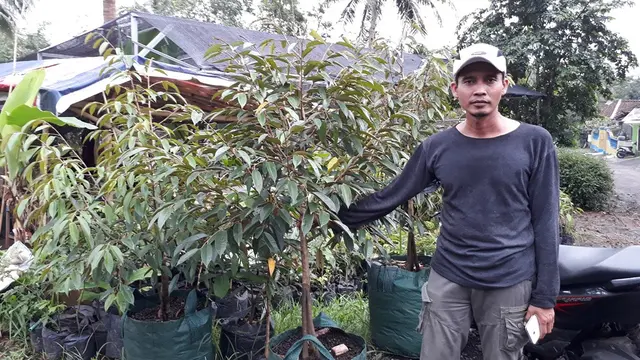 Sentra bibit durian Alasmalang, Kemranjen, Banyumas. (Foto: Liputan6.com/Muhamad Ridlo)