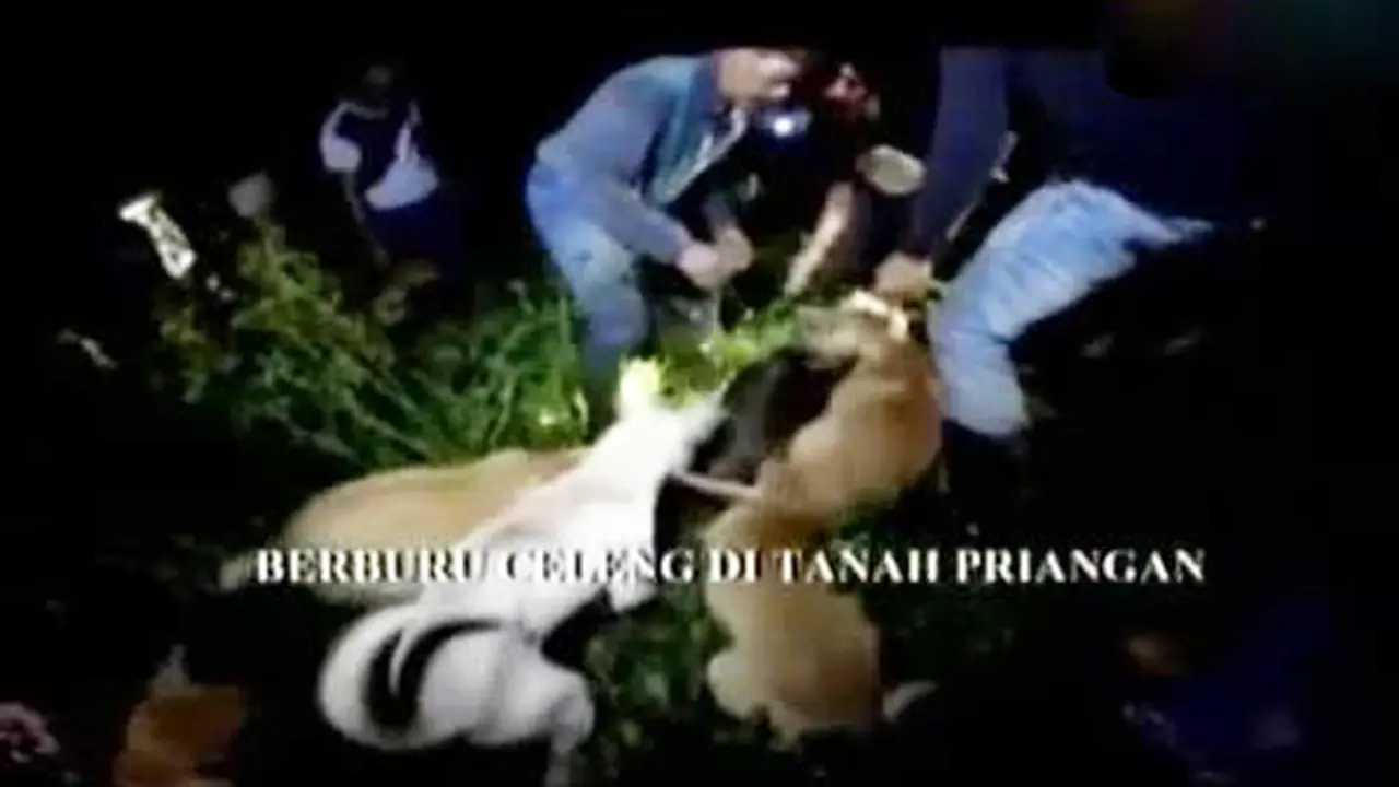 Sigi: Berburu Celeng di Tanah Priangan