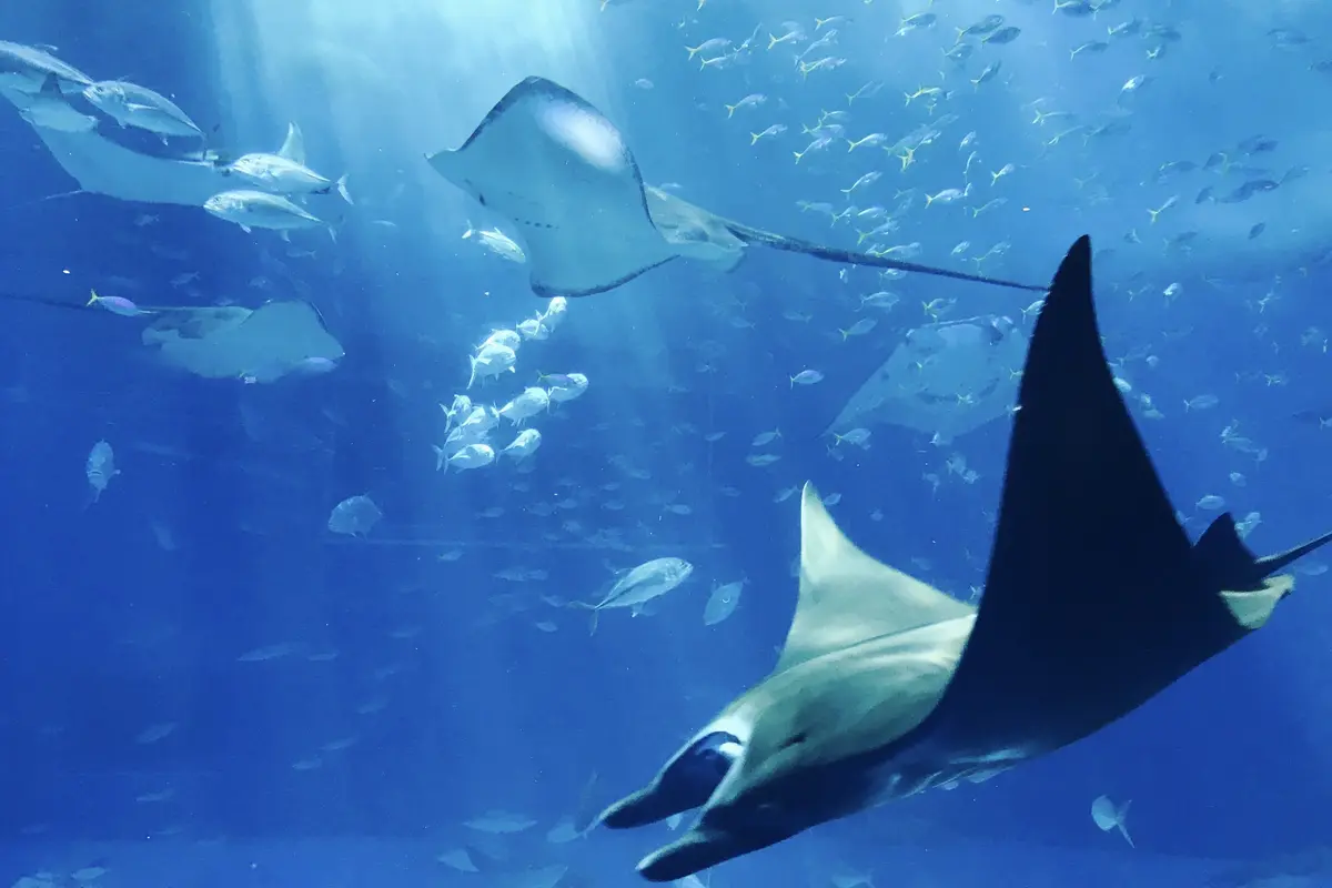 Biota laut di Jakarta Aquarium