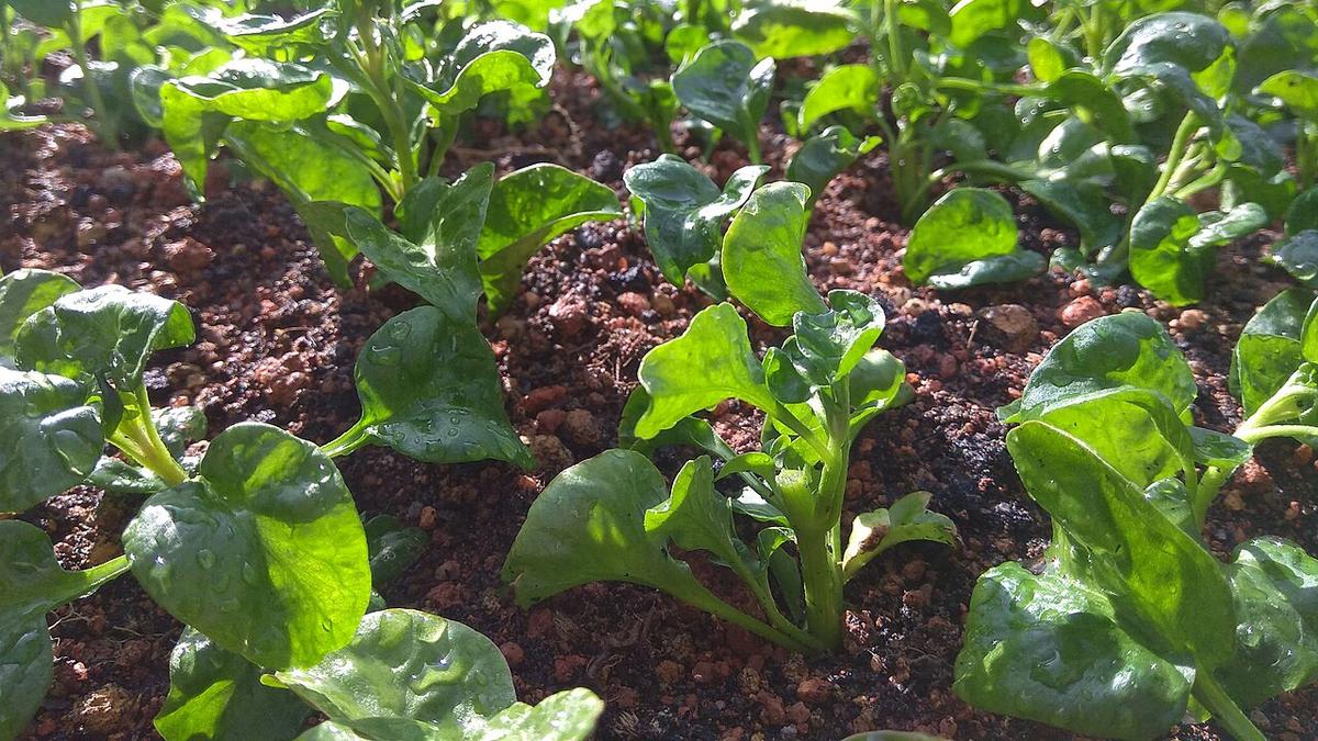 10 Life Hack Menanam Bayam Brazil untuk Stok Seumur Hidup, Solusi Gampang dan Murah