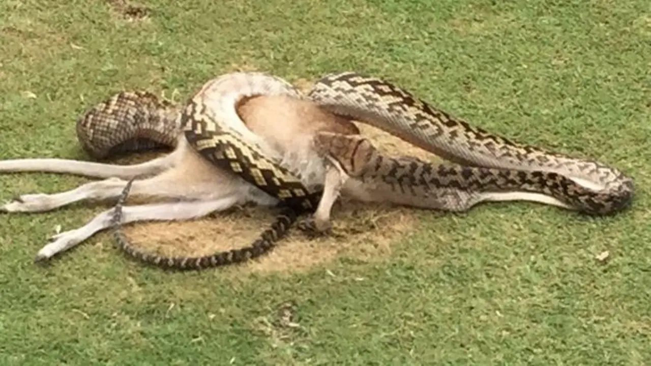 Hii...Ular Phyton Australia Ini Telan Bulat-bulat Kanguru