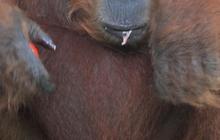 Miris! Orang Utan & Anaknya Kurus Kering Diduga Cari Makanan di Area Tambang