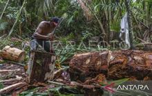 Unpatti Dorong Pengembangan Agroforestri Lindungi Hutan di Maluku untuk Keseimbangan Ekologi