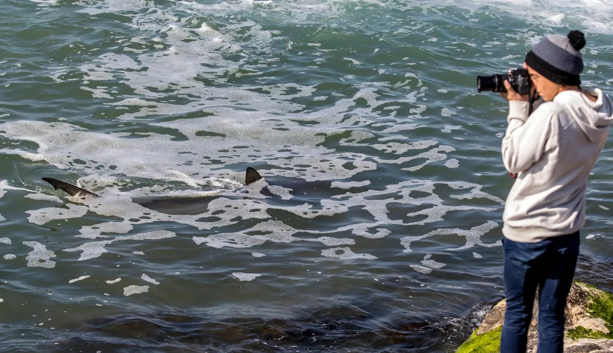 Warga mengabadikan fenomena munculnya kawanan hiu pasir di lepas pantai Hadera dan Tel Aviv, Israel (23/1). Fenomena ini diduga akibat suhu air laut Mediterania berubah menjadi hangat. (AFP Photo/Jack Guez )