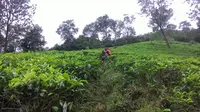 Proses evakuasi pendaki di Gunung Mas. (Liputan6.com/Achmad Sudarno)