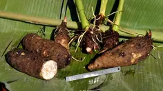 Cara Tepat Mengolah Kimpul agar Tak Bikin Bibir Gatal