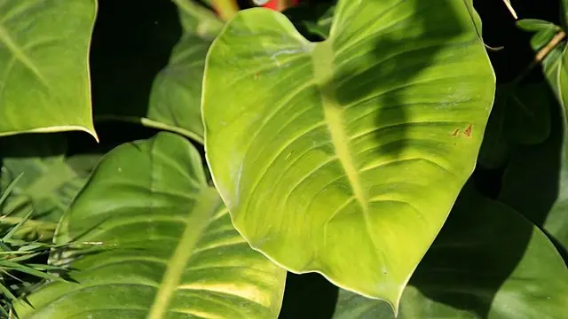 Philodendron Moonlight