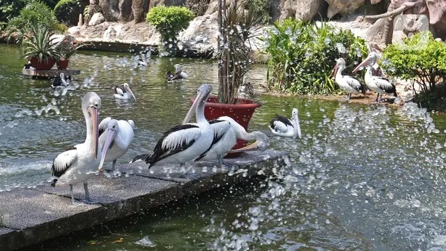 Ragunan Sepi Pengunjung di Libur Idul Adha