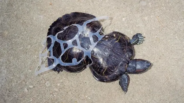 7 Potret Miris Hewan Terdampak Sampah Plastik