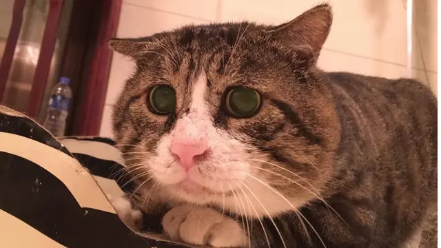 Tingkah Kocak Kucing Ini Viral Jadi Meme di Medsos