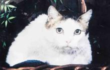 Kucing Tertua di Dunia Pernah Hidup Selama 38 Tahun, Tiga Kali Lipat dari Usia Normalnya