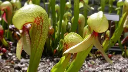 Darlingtonia Californica, juga disebut Bunga California atau Lilly Cobra. Bila serangga sudah masuk ke dalam rongga kosong miliknya maka bulu-bulu halus didalamnya akan menghalanginya untuk keluar. (www.growcarnivorousplants.com)