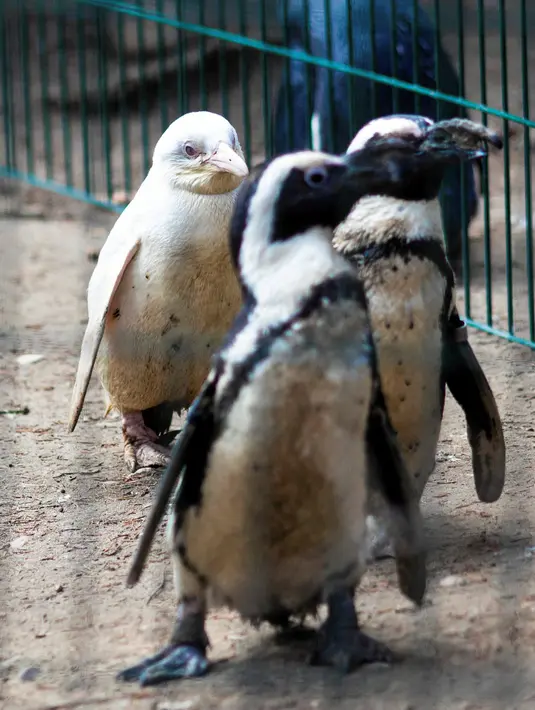 Seekor penguin albino diperlihatkan kepada publik untuk pertama kalinya di kebun binatang Gdansk, Polandia, 22 Maret 2019. Pihak kebun binatang juga belum mengetahui jenis kelamin penguin albino yang belum mempunyai nama tersebut. (Agencja Gazeta/Michal Ryniak via REUTERS)