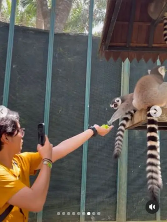Binatang lainnya yang diberi makan oleh Ajil Ditto adalah Lemur ekor cincin yang berasal dari Madagaskar. Ditto menyodorkan tangannya yang telah berisi makanan ke arah mereka yang berada di atas. (Foto: Instagram/@ajil_ditto08)
