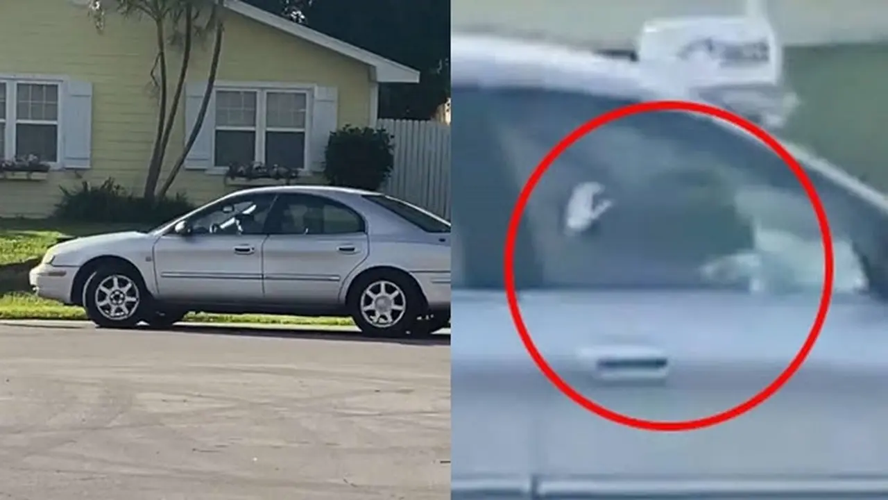 anjing nyetir mundur di Florida