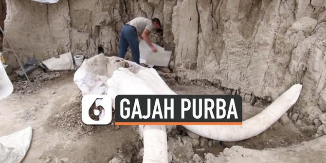 VIDEO: Terjebak 15 Ribu Tahun, Gajah Purba Ditemukan Antropolog